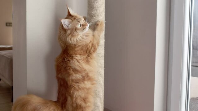 Fluffy cat sharpening claws on a scratching post against. Maine coon cat sharpening claws on a scratching post against. Cat training. The cat not spoils the furniture in the house with its claws.