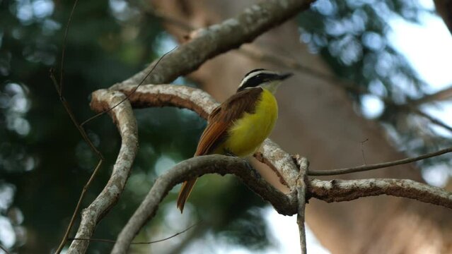 Social Flycatcher rests on branch amidst Costa Rican greenery.