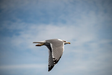 Möwen im Flug