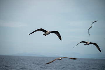 Möwen im Flug