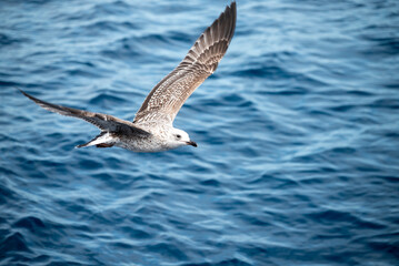 Möwen im Flug