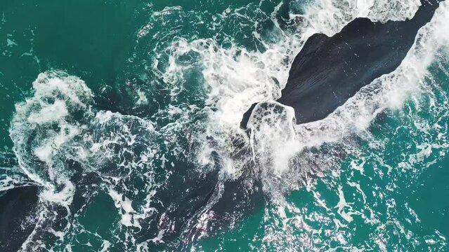 The southern right whales, Eubalaena australis. Mother and calf of the Right Whales swim near Brazilian shore near the town of Imbituba