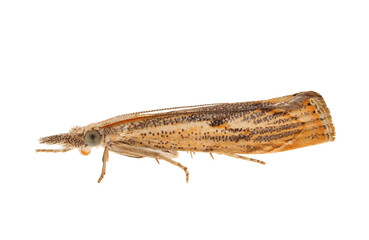 Elbow-striped grass-veneer moth isolated on white background, Agriphila geniculea