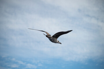 Möwen im Flug