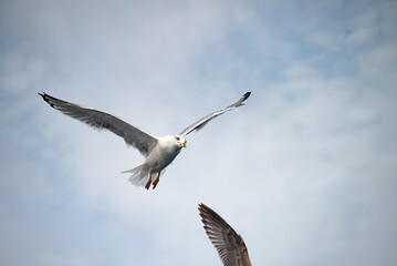 Möwen im Flug