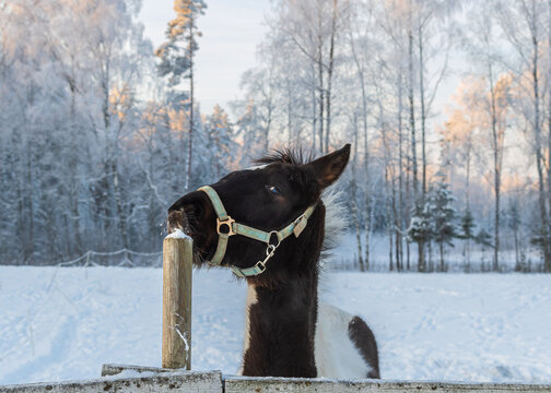 Portrait of pinto foal playing by the wooden fence in pasture on winter evening. Snowy forest and sunset sky in background
