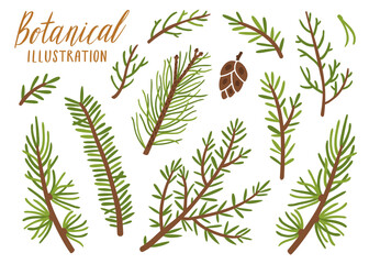 Vector collection of conifer branches. Botanical set of spruce elements. Isolated on white. 