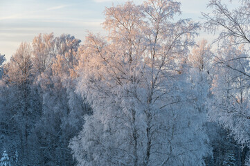 Landscape with white and frosty trees against the background of blue sky on winter afternoon
