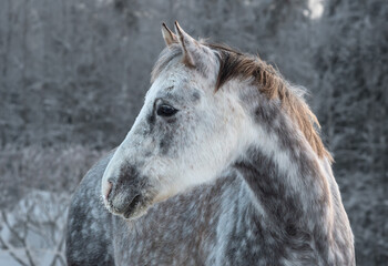 Portrait of dapple gray horse in snowy field. White and frosty forest in the background

