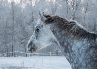 Portrait of dapple gray horse in snowy field. White and frosty forest in the background