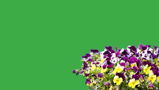 pansy flowers on a green screen in a garden on a farm. singing birds