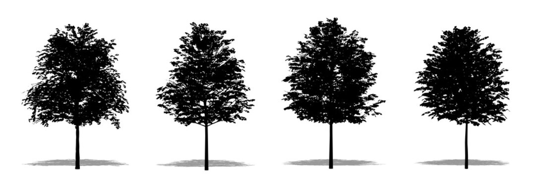 Set or collection of Common Linden trees as a black silhouette on white background. Concept or conceptual vector for nature, planet, ecology and conservation, strength, endurance and  beauty