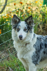 Border Collie Blue Merle