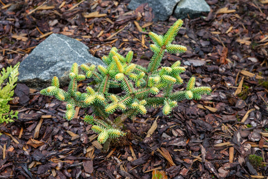 Beautiful evergreen conifer Abies Pinsapo Aurea growing in Estonian plant collector garden with rocks. commonly known as the golden Spanish fir is a medium-sized coniferous shrub, or small tree.. 