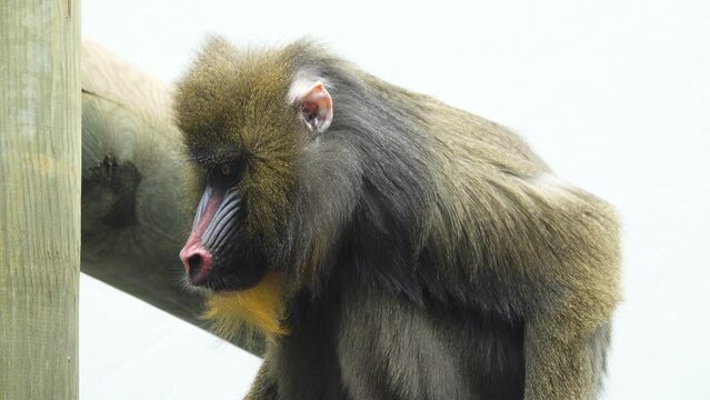 mandrill monkey on a white screen