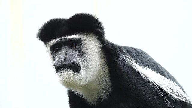 mantled guereza  on white background