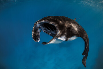Close up view of manta ray fish. Big devil fish in ocean © artifirsov