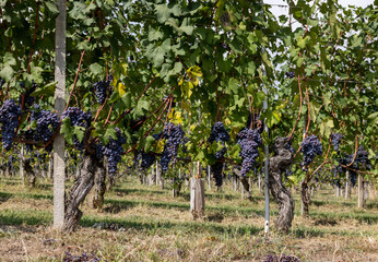 Beautiful bunch of black nebbiolo grapes with green leaves in the vineyards of Barolo, Piemonte, Langhe wine district and Unesco heritage, Italy - obrazy, fototapety, plakaty