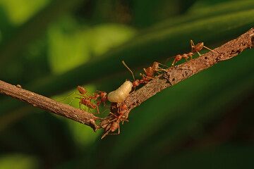 photo of red ants working together to bring white maggots