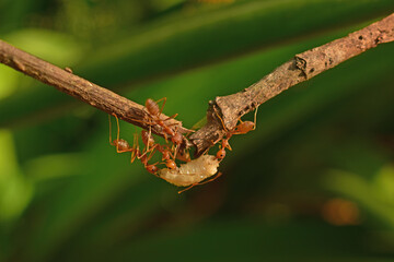 photo of red ants working together to bring white maggots