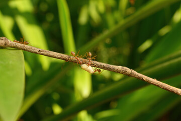 photo of red ants working together to bring white maggots