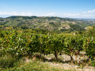 Fototapeta na wymiar Langhe vineyards near Barolo Unesco Site, Piedmont, Italy