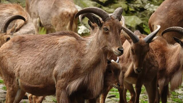  herd of ammotragus lervia looking at the camera