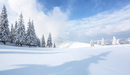 Winter forest panoramic. Lawn and trees covered with white snow. Landscape of mountains. Wallpaper background. Location place Carpathian, Ukraine, Europe.