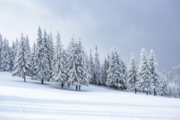 Winter forest panoramic. Lawn and trees covered with white snow. Landscape of mountains. Wallpaper background. Location place Carpathian, Ukraine, Europe.
