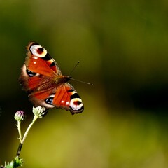 Nahaufnahme eines Pfauenauges