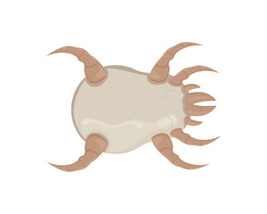 White dust mite vector illustration. Microscopic dangerous insect