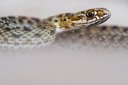Closeup of Aesculapian snake crawling in wild nature