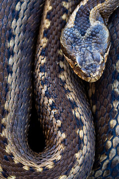 Vipera latastei snake in forest