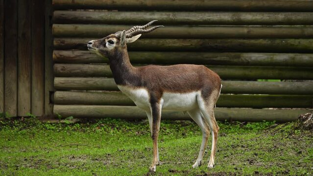 black buck (Antilope cervicapra), also known as the Indian antelope