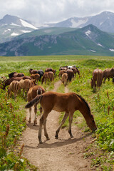 A young foal with a herd of horses grazes in alpine meadows near mountain peaks.
