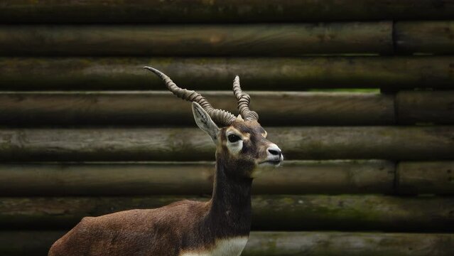 black buck (Antilope cervicapra), also known as the Indian antelope