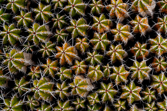 Bunch of prickly cactuses