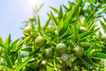 Green oranges, tangerines, calamondins, grapefruit, lime, citrofurtunella on a branch with green leaves. Unripe fruits in the garden