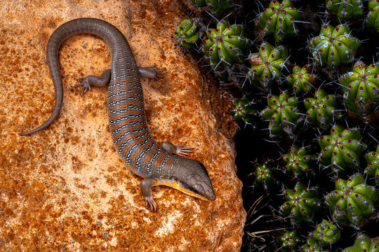 Eumeces algeriensis on stone