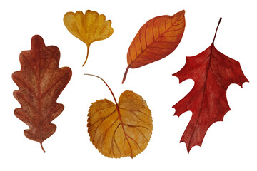 Set of watercolor autumn leaves isolated on white background. Floral and natural botanical element. Watercolor illustration.
