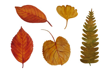 Set of watercolor autumn leaves isolated on white background. Floral and natural botanical element. Watercolor illustration.