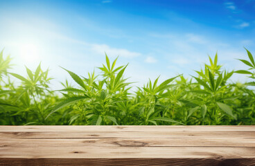 Empty wooden table with cannabis plants background. Table with vegetables on top. Table top product display showcase stage. Image ready for montage your text or product.  - obrazy, fototapety, plakaty