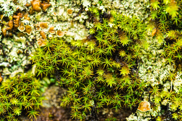 Green moss on a light background