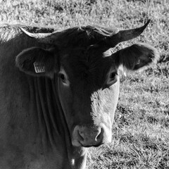 Black Cow 09 © Jakub Musialski