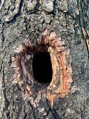 Squirel hole in a tree