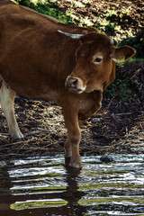 Cow at the lake