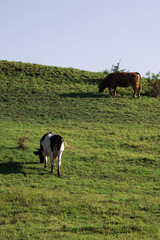 Cows at pasture 05 - obrazy, fototapety, plakaty