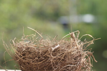 abandoned bird nest on natural background
