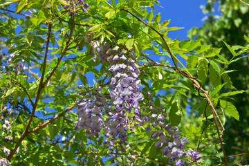 tree with blue wisteria brushes close-up
