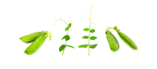Pea Leaf and Pea Pods Isolated, Green Leaves, Fresh Legumes Sprouts, Spring Pea Shootsnd